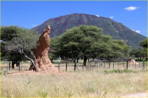 Giant termite mound in central Namibia
