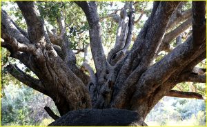 In Matobo National Park, Zimbabwe