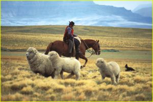 Gaucho at work, Argentinian Patagonia