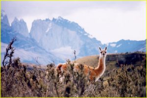 Lama (Guanaco) in Parque National Torres del Paine, Chile