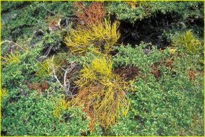 Flora in Terra del Fuego National Park, Argentina