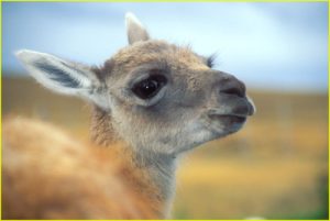 Lama (Guanaco) in the Parque National Torres del Paine, Chile