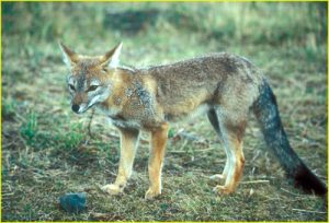 Curreno (fox) in the Parque National Torres del Paine, Chile