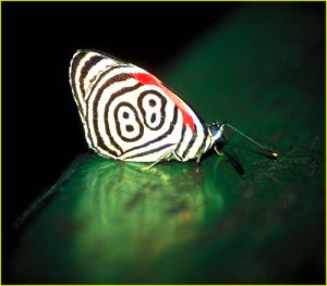 Butterfly eighty eight, Iguazu Falls area, Brazil