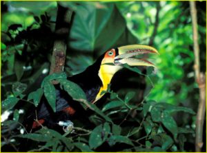 Toucan, Iguazu Falls area, Brazil