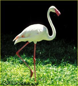 Ibis, Iguazu Falls area, Brazil