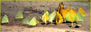Butterfly huddle, Iguazu Falls area, Brazil