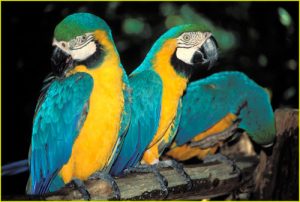 Parrots, Iguazu Falls area, Brazil