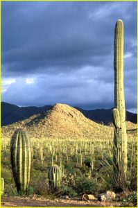 Saguaro National Park