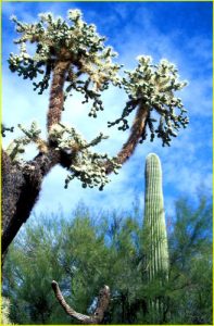 Cholla and Saguaro Cacti