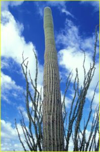 Saguaro