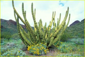 Organ Pipe cactus in Organ Pipe Cactus National Monument