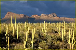 Saguaro National Park