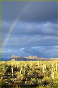Saguaro National Park