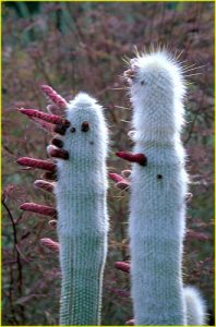 Budding buddies, Sonoran Desert