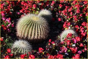In the Sydney Royal Botanic Gardens