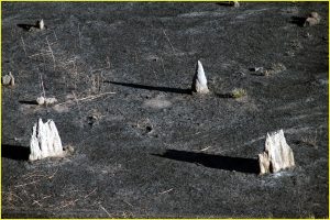 Termite mounds at the base of Ubirr Rock, Kakadu National Park