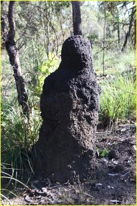 Termite mound, Kakadu National Park