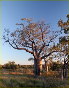 The boab (baobab) tree of North-Western Australia