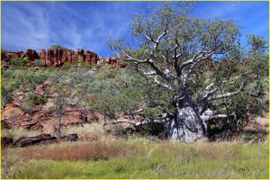 The boab (baobab) tree of North-Western Australia