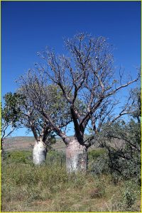 The boab (baobab) tree of North-Western Australia