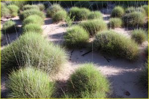 Bushgrass in Purnululu National Park (Bungle Bungle Range)