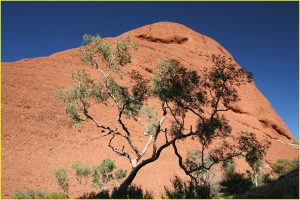 On the Valley of the Winds trail in Olgas, Uluru-Kata Tjuta National Park