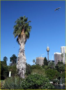 Sydney city skyline from Royal Botanic Gardens