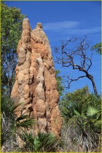 Termite mound in Litchfield National Park