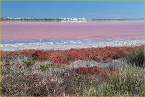 Ponds with red algae and dunes along the Western Australia coast