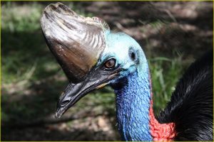 Cassowary bird near Cairns, Queensland
