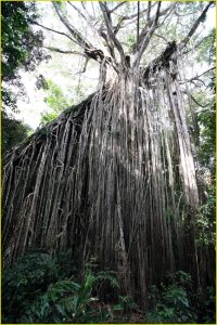 Curtain fig tree near Yungaburra, Atherton Tablelands