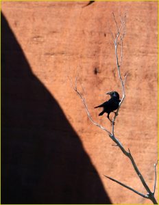 Winged inhabitant of Uluru-Kata Tjuta National Park