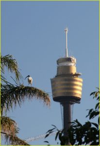 Sacred ibis in Royal Botanic Gardens, Sydney