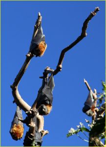 Fruit bats (flying fox) in Royal Botanic Gardens, Sydney