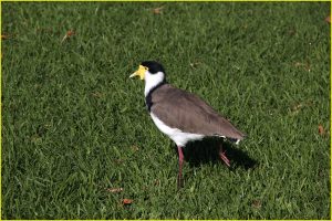Masked lapwing in Royal Botanic Gardens, Sydney