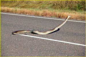 Highly venomous Australian brown snake lashing at a car on the road in Kakadu National Park