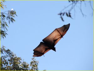 Fruitbat (flying fox)