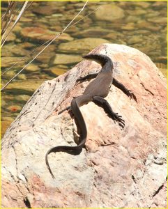 A lizard