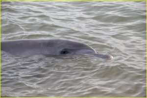 Feeding wild dolphins in Monkey Mia, Shark Bay