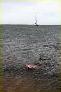 Feeding wild dolphins in Monkey Mia, Shark Bay