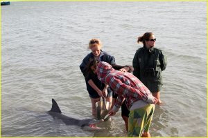 Feeding wild dolphins in Monkey Mia, Shark Bay