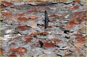 Barn swallow, Shark Bay