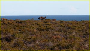 Emu, Western Australia coast