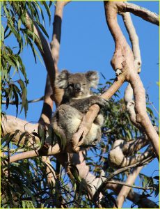 Koala, Yanchep NationalPark