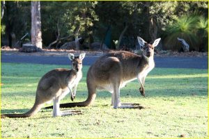 Red kangaroo, Western Australia