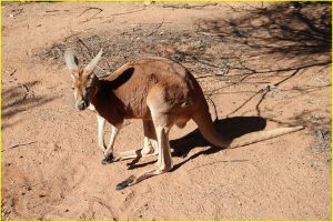 Red kangaroo, Western Australia