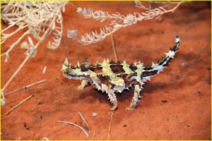 Thorny devil, Central Australia