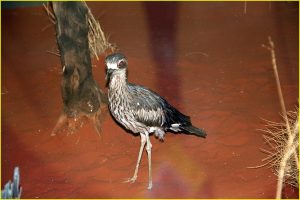 Unknown bird, Central Australia