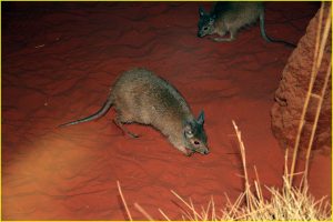 A wallaby, Central Australia